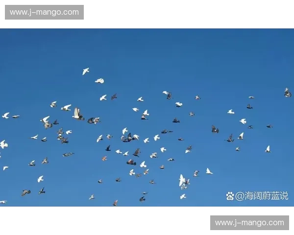 天空vs自由：一场心灵的翱翔与挣脱